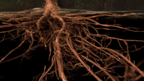 Roots of Tree